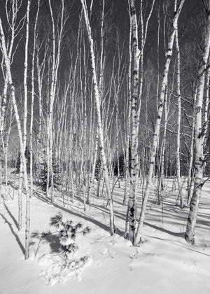 Haliburton birch trees with long winter shadows