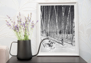 Winter landscape with tall birch trunks