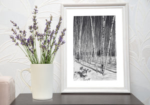 Bright winter light on birch trees in Haliburton