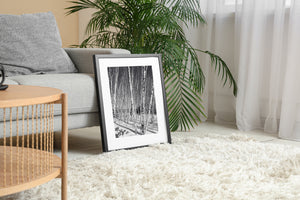 Ontario forest scene with birch trees in snow