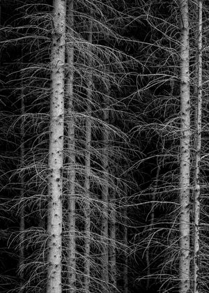 Minimalist tree pattern in Haliburton woodland