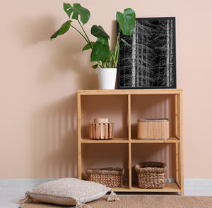 Close view of conifer trunks in dark woodland