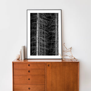 Haliburton Ontario forest trees photographed in monochrome