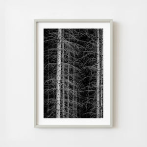 Dense black and white forest with tall conifer trunks