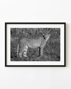 Wild cheetah standing in Tanzanian grassland in black and white