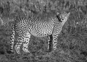 Cheetah looking toward the camera with its spotted body in profile