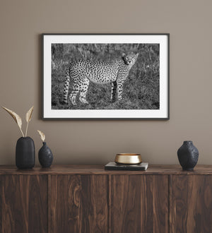 Tanzanian cheetah with dark tear markings and a long spotted tail