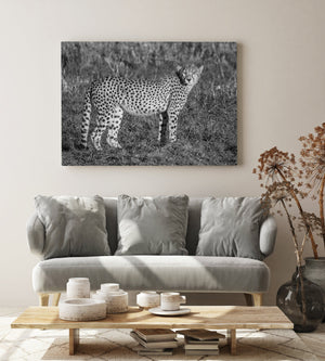 Cheetah body pattern and watchful face photographed in monochrome