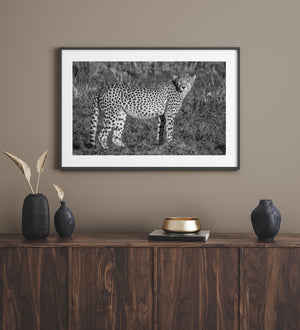Wild Cheetah on the Grasslands | Wall Art