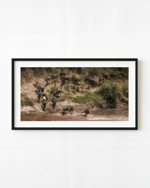 Wildebeest descending the Mara River bank and splashing into the water