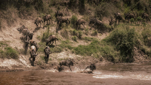 Wildebeest herd approaching the Mara River during migration in Tanzania