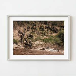 Wildebeest descending to the waters edge at the Mara River | Photo Art Print fine art photographic print