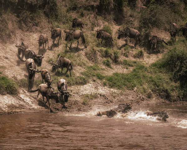 Wildebeest descending to the waters edge at the Mara River | Photo Art Print fine art photographic print