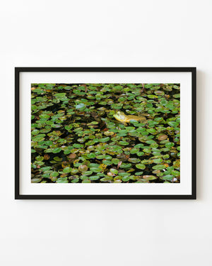 Yellow bullfrog among green lily pads in an Algonquin pond