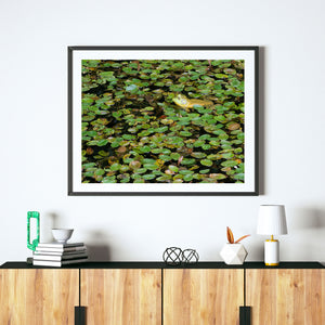 Yellow headed bullfrog peering above lily pads in Algonquin Park