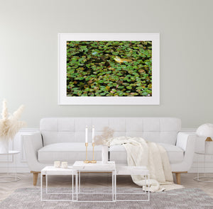 Green and yellow bullfrog partly hidden among floating leaves and dark water