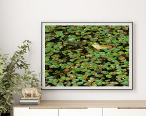 Close view of a bullfrog surrounded by glossy lily pads in a quiet pond