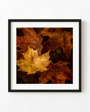 Yellow maple leaf among rust brown autumn foliage in Algonquin