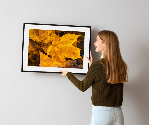 Autumn leaves on water nature photography