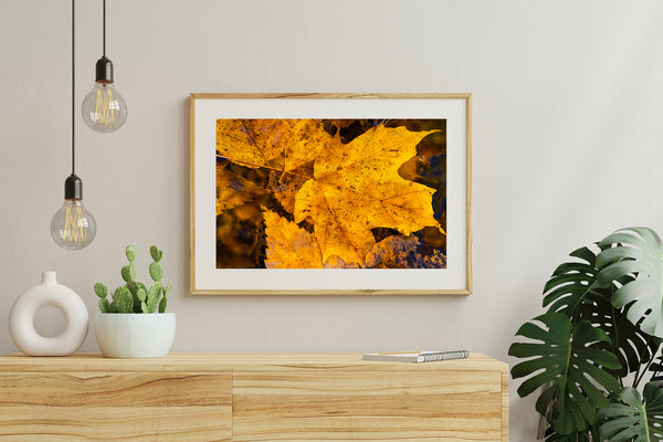 Yellow fall leaves in Algonquin Park