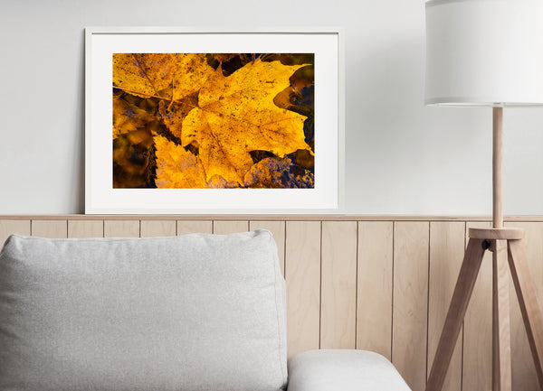 Yellow leaves floating on water Algonquin Park