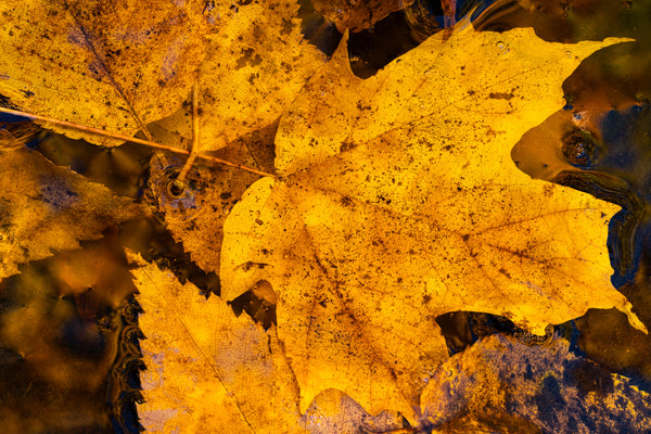 Fall leaves floating in Algonquin Park pond