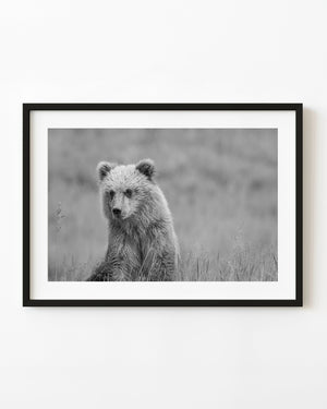 Young Alaska brown bear sitting in grass in black and white