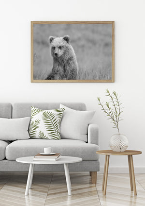 Black and white close view of a brown bear against softly blurred grassland