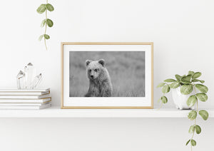 Alaska brown bear seated among delicate grass stems