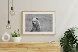 Young brown bear resting upright in grass with a soft natural background