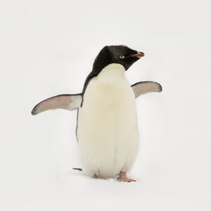 Jeune manchot papou avec nageoires tendues dans la neige fraîche de l'Antarctique
