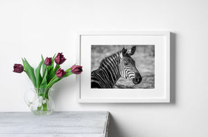 Zebra -Porträt in Serengeti Light | Wandkunst