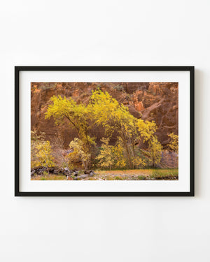 Golden autumn trees beside a stream beneath red Zion cliffs