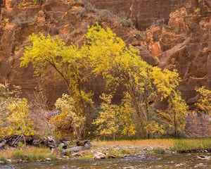 Yellow fall foliage contrasting with red sandstone walls in Zion National Park