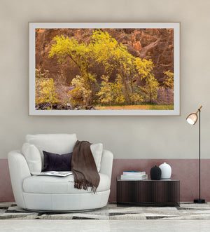Golden leaved trees rising against a textured red sandstone wall in Zion
