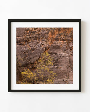 Yellow autumn trees against a textured canyon wall in Zion