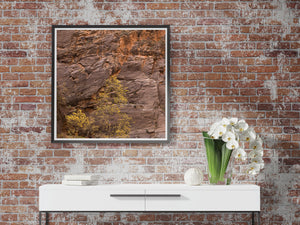 Square nature photograph of yellow fall leaves below a massive Zion rock face