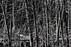 Haliburton Swamp Trees Black and White Nature Photography