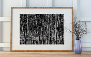 Haliburton Swamp Trees Black and White Nature Photography