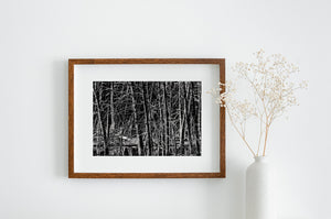Haliburton Swamp Trees Black and White Nature Photography