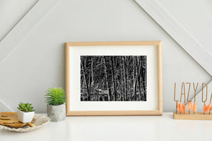 Haliburton Swamp Trees Black and White Nature Photography