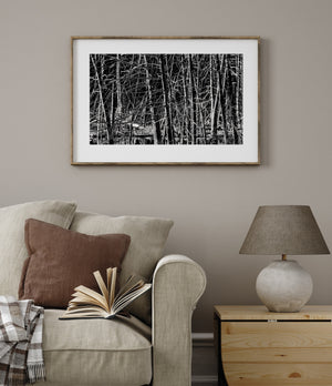 Haliburton Swamp Trees Black and White Nature Photography
