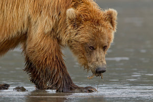 Brown Bear Eating Clams | Wall Art
