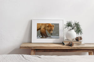 Brown Bear Eating Clams | Wall Art