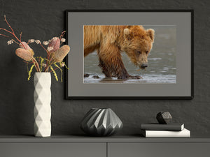 Brown Bear Eating Clams | Wall Art