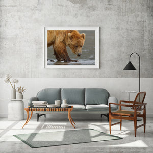 Brown Bear Eating Clams | Wall Art
