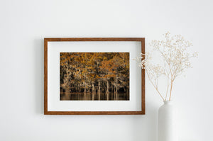 Orange Autumn Cypress Trees and Water Landscape Photography