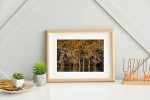 Orange Autumn Cypress Trees and Water Landscape Photography