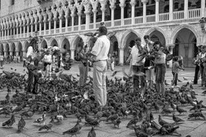 Large flock of pigeons surrounding people in Piazza San Marco