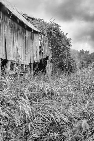 Weathered Ontario barn surrounded by tall grass and vines